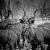 Kudu - Etosha National Park, Namibia